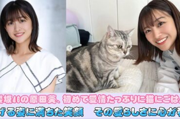元櫻坂46の原田葵、初めて愛情たっぷりに猫にごはんをあげる姿に満ちた笑顔　その愛らしさに心が和む