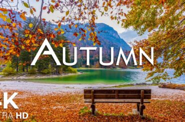 Enchanting Autumn Forests with Beautiful Piano Music🍁4K Autumn Ambience & Fall Foliage