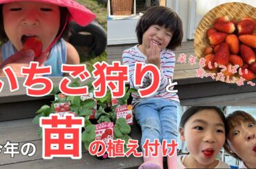 【いちごの栽培】「苺を植えて大量収穫🍓‼️」1年分の記録【後半】いちご狩り〜今年の苗の植え付け