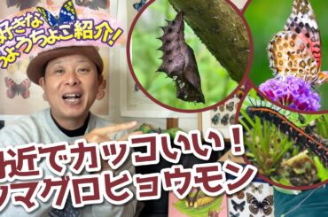 【園芸好きな方も必見】パンジーが大好きな毛虫！？ちょうちょ？！ツマグロヒョウモン！！