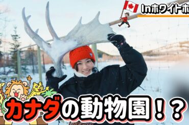 カナダでまさかの人助け