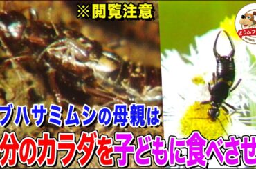 【閲覧注意】母親が自分のカラダを子どもに食べさせる！コブハサミムシの子育てが究極の献身だった【どうぶつ奇想天外／WAKUWAKU】