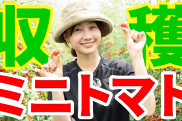 はじめての収穫（ミニトマト）/高田秋の農業プロジェクト