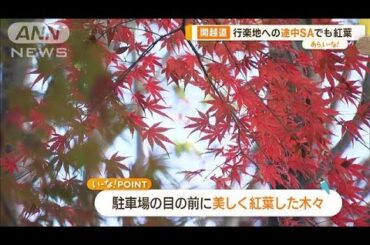 高速SAで楽しむ紅葉＆グルメ…足湯も！　秋の行楽シーズンおすすめ【あらいーな】(2023年11月23日)