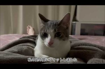 フィットアッシュくん