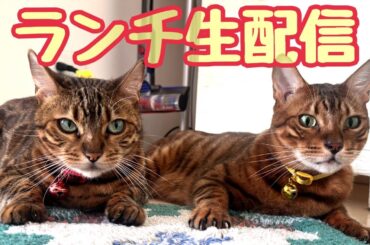 【ランチ生配信11/22】良い夫婦の日なのでベルテトも仲良くしてほしいです生配信📹