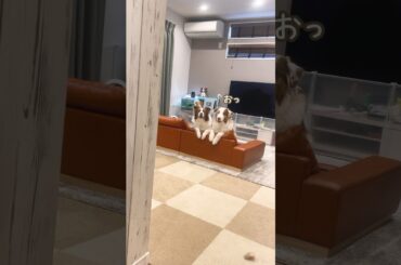 遠くから小さい声出してってお願いしてみたら可愛すぎた😂ｗ #shorts