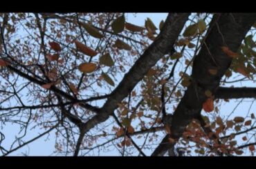 【11月19日ラジオ体操825日目】お寒うございます。