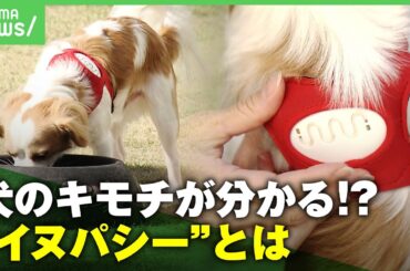 【検証】愛犬が幸せ感じる瞬間は？感情を心拍で読み解く“イヌパシー”「動物と言語に頼らないコミュニケーションを」｜アベヒル