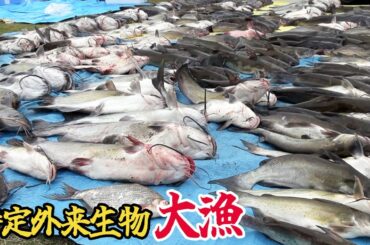 ついにぜんぶ抜いたか！？特定外来生物アメリカナマズを釣りに釣ったり、300匹！