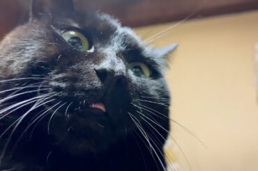 勉強中のパパを自分なりに応援している猫 When papa is studying english