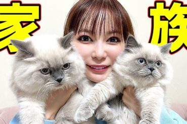 新たに保護猫4匹が家族になりました！猫天国！