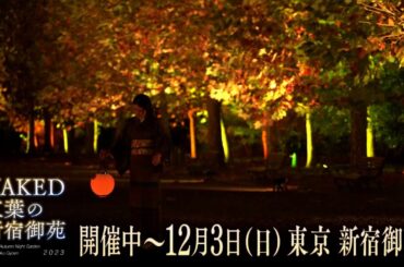夜バゲット11月25日放送から現在開催中の『NAKED 紅葉の新宿御苑 2023』をピックアップ配信！