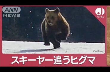 「みんな逃げて！」ヒグマ”猛追3分間”スキーヤー追うヒグマ(2023年11月24日)