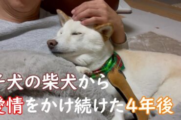 子犬の柴犬から愛情を注ぎ続けた４年後の姿がこちらです！