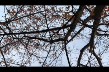 【11月23日ラジオ体操831日目】今日は祝日