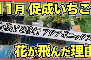 【いちご促成栽培】11月は第一次腋花房の花芽分化に失敗【花房間葉数】