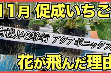 【いちご促成栽培】11月は第一次腋花房の花芽分化に失敗【花房間葉数】