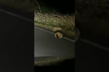 たぬき界のんぽちゃむ。きみまろみたいなのがいないと生きていけなそうでラブリー #可愛い