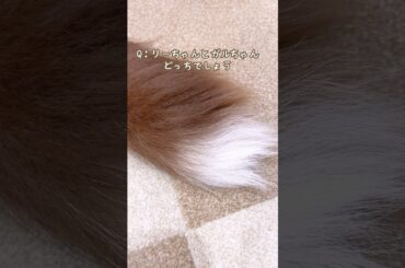 【クイズ】これはどっちの尻尾でしょうか？🐾上級編？笑【ボーダーコリー・オーストラリアンシェパード】 #shorts