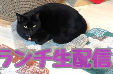 【ランチ生配信】良い肉の日は肉を食べて猫を見て過ごしませんか？生配信