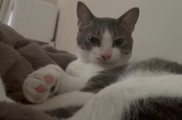 アッシュくん!!! on もうふ