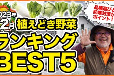 家庭菜園や農園の12月のおすすめ野菜ランキング！冬に栽培できる品種を解説！【農園ライフ】