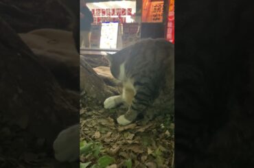 #館林駅🎡例の猫📚#橋本環奈➡#紅白歌合戦🎤#加藤礼愛🎤#いちみる🍓#鷹宮玲亜🚔#安土姫華🍓#ジャンキス💋#山田莉愛🐼#鈴木陽依梨🐣#秋月柑七🍊#宝寿柚花💎#miyabi 🐼#熊之細陽葵🐻#あかぎ団🌸