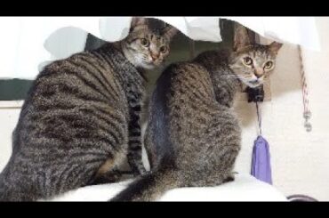 ネコティライブ配信　11月26日（日）午前10時～1時間ぐらいの配信予定です。お時間が合うようでしたら遊びに来てくださいませ～(=^・^=)