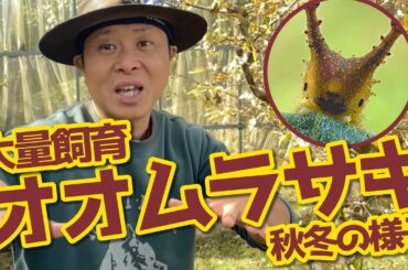 【カメレオンみたいなチョウ？！】体の色を変えるちょうちょの幼虫、オオムラサキ！越冬準備。大紫、Sasakia charonda