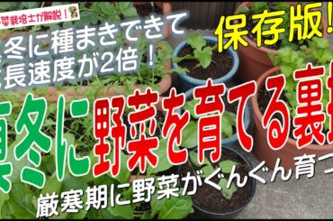 真冬に野菜を育てる裏技（真冬に種まきできて成長速度が2倍！）厳寒期に野菜がぐんぐん育つ！
