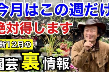 【ここだけの話】12月買って損するもの得するもの正直に教えます        【カーメン君】【園芸】【ガーデニング】【初心者】