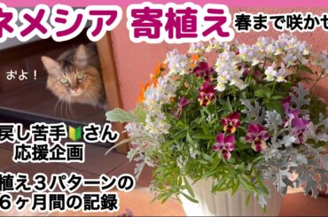 【ネメシア寄植え】初心者さん、これ作って！切戻しの抵抗感ゼロ！３パターン寄植えの６ヶ月間の記録