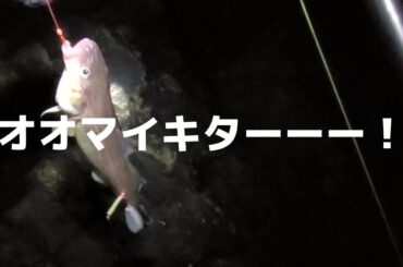 コマイ？いやこれはオオマイだ！