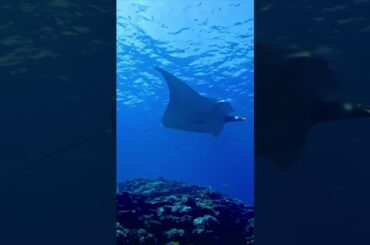 2023年11月29日 Perfume かしゆかさんインスタグラム投稿 しゅみゆか~束の間の休息で海補充してきました