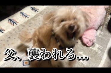 激怒症候群のトイプードルに、父が襲われる。
