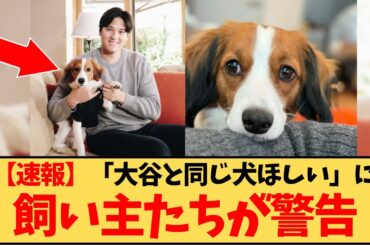 【速報】「大谷と同じ犬ほしい」←「待て！」飼い主が警鐘