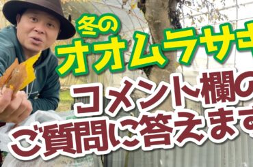 【強風対策】オオムラサキの幼虫を守る方法！大紫、Sasakia charonda