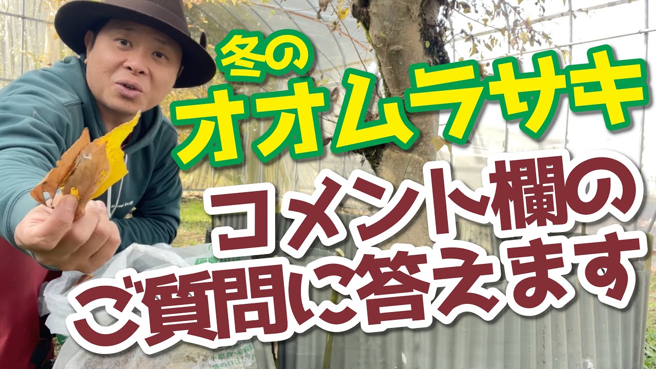 【強風対策】オオムラサキの幼虫を守る方法!大紫、Sasakia charonda 【強風対策】オオムラサキの幼虫を守る方法!大紫、Sasakia charonda