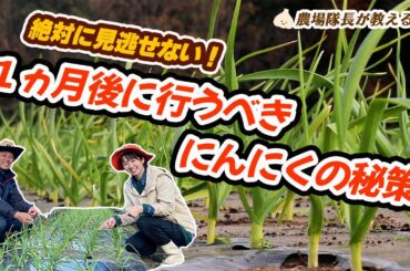 有機栽培のプロが教える！【ニンニク栽培】植え付け1ヵ月後！今のうちに行うべき秘策とは？