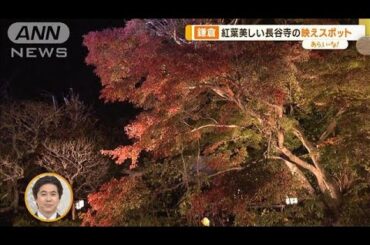 冬もオススメ鎌倉・長谷寺　紅葉にサクラ!?…学芸員が”納得”のご案内【あらいーな】(2023年12月6日)
