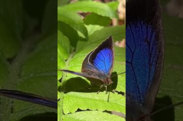 【美し過ぎ】神秘な蝶、まさに自然美！ Mysterious Butterflies of Japan‼︎ natural beauty‼︎