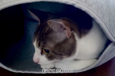 ドーナツの中のアッシュくん