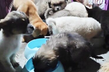 【狗狗日常】和大宝做了3大盆食物，流浪狗争先恐后挤作一团，最后把食盘都舔干净了【理发师小乐和流浪狗】