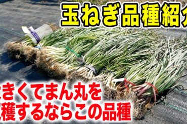【玉ねぎ苗】デカくてまん丸な玉ねぎを作るならこれ！オススメ品種紹介
