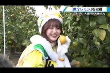 広島県庁で「レモン収穫」　広島レモン大使が園児と県庁内で栽培のレモンを収穫 (