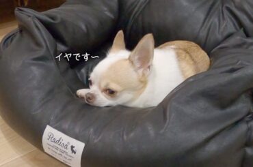 チワワが壊れたベッドを捨てさせてくれません