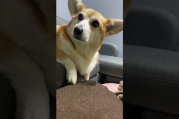 なぜだ？ #dog #cute #animal #くきたん