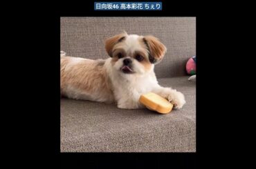 日向坂46 高本彩花 ちぇりちゃん5歳になりました これからもたくさんちぇりとお出かけをして思い出たくさん作っていきたいです 5歳も幸せに過ごそうね〜 シーズー いぬすたぐらむ