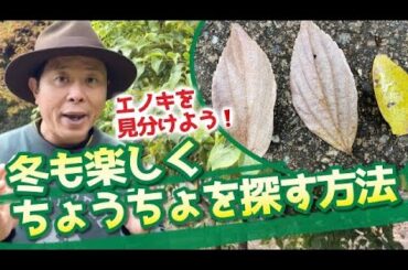 オオムラサキやゴマダラチョウを探す方法！エノキの見分け方！